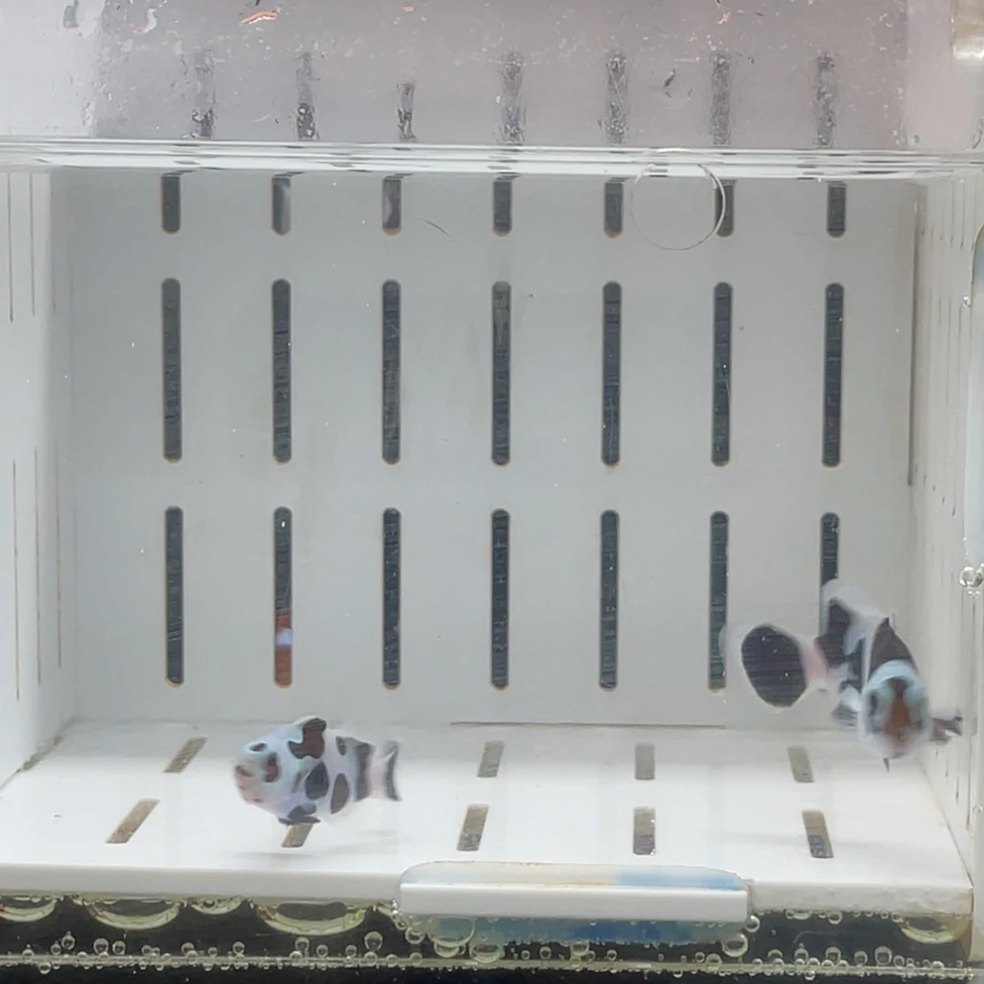 海水鱼熊猫一对111111