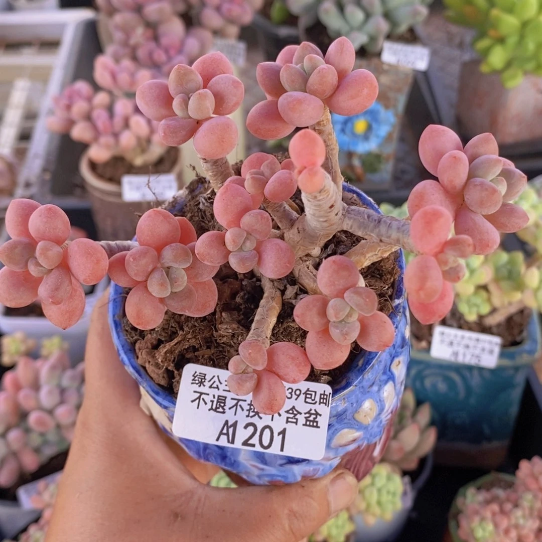 鱼子酱老桩会掉叶10cm201多肉植物