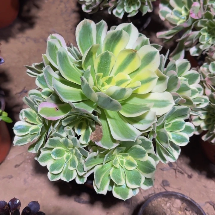 雨花石冷棚9.9。