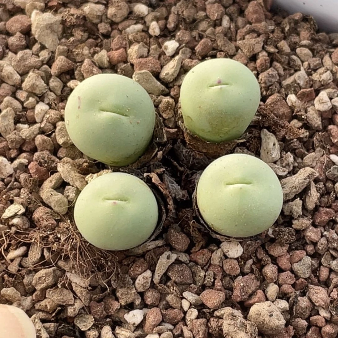 11-73嘴多肉植物肉锥