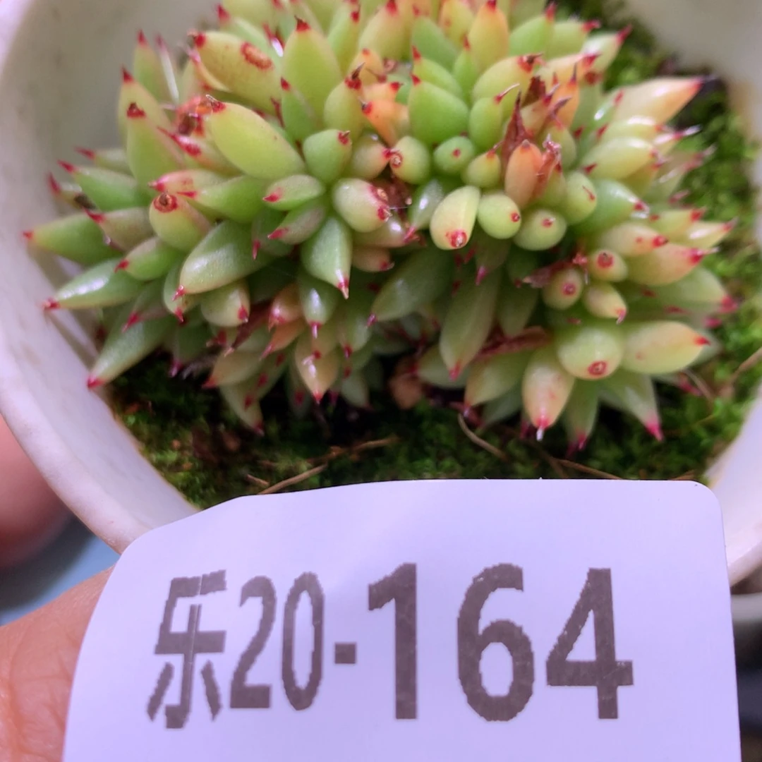 乐然20-164 虎鲸缀化