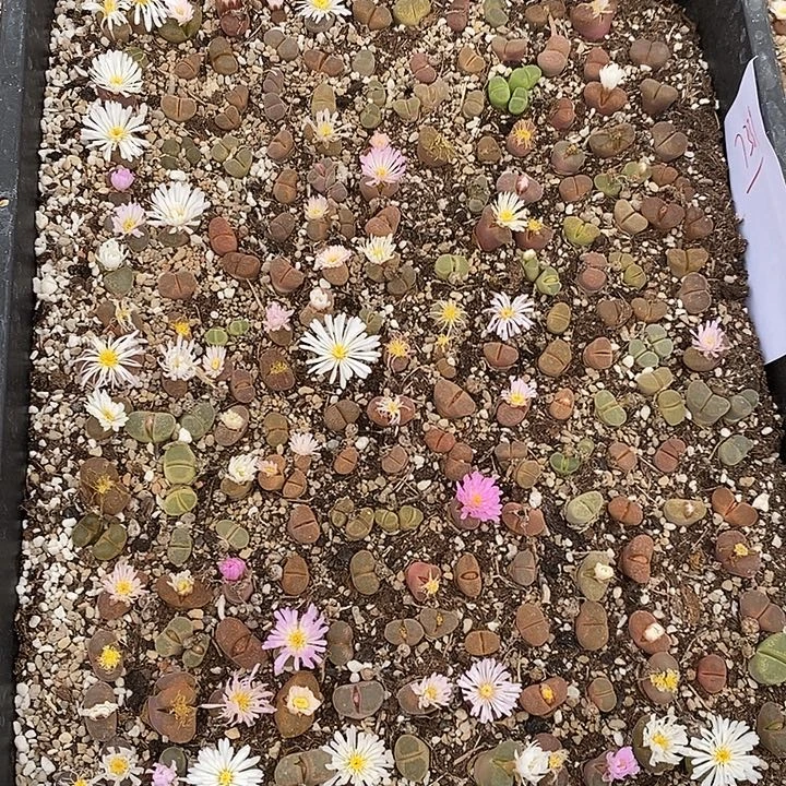 7339。 一筐风铃。180颗。