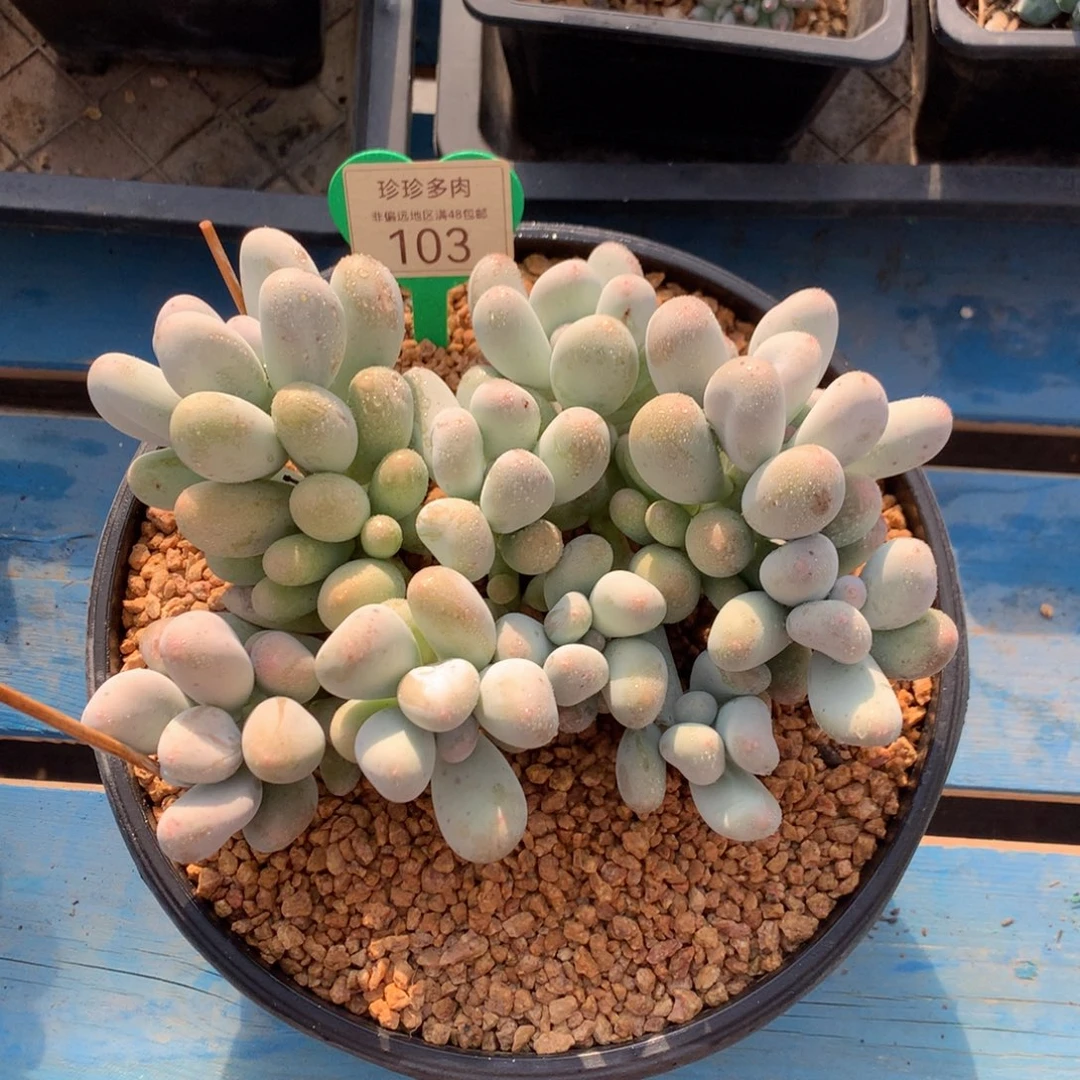 米可奶无砍平头103