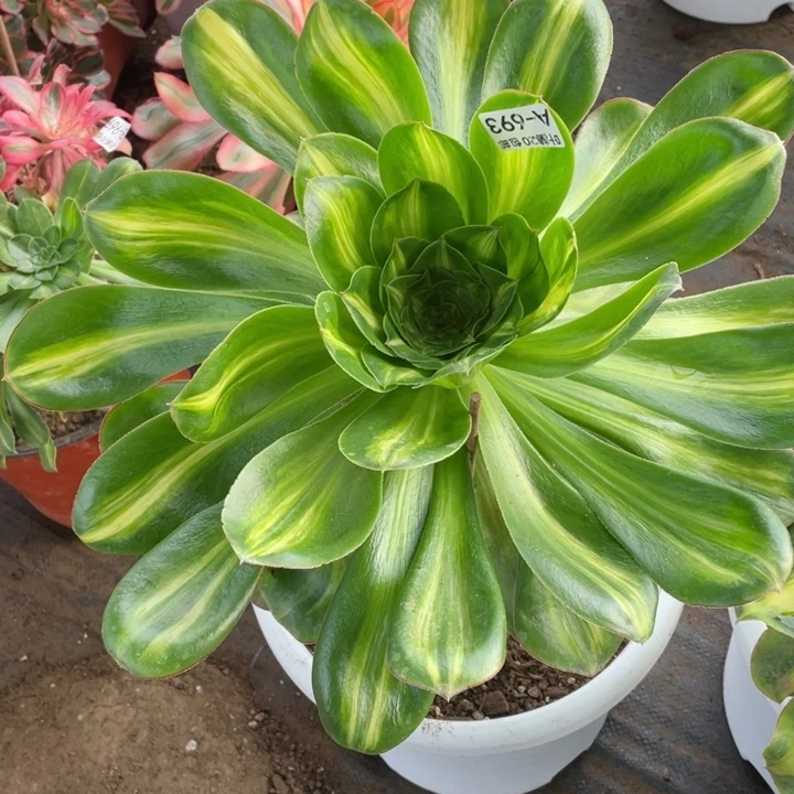 693艳资中班多肉1244678多肉