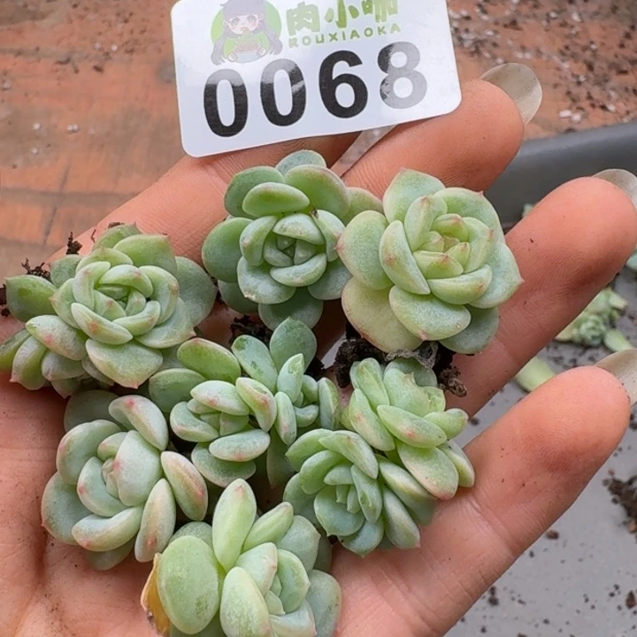 多肉植物多肉植物