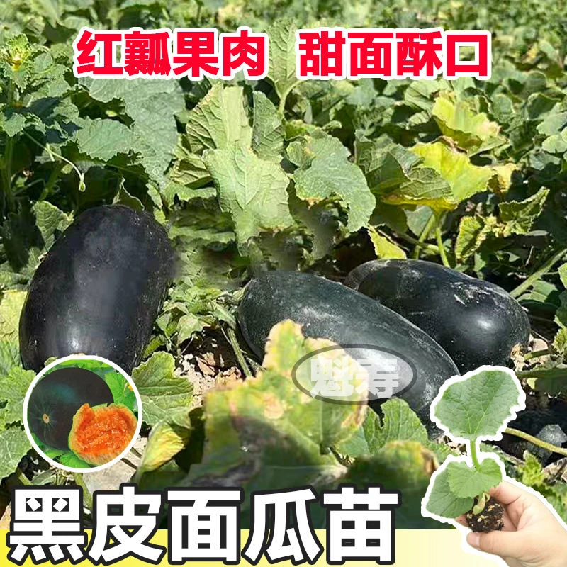 黑皮面瓜种苗黑皮甜香瓜大黑皮面瓜种子香瓜春季播种瓜果蔬菜种子