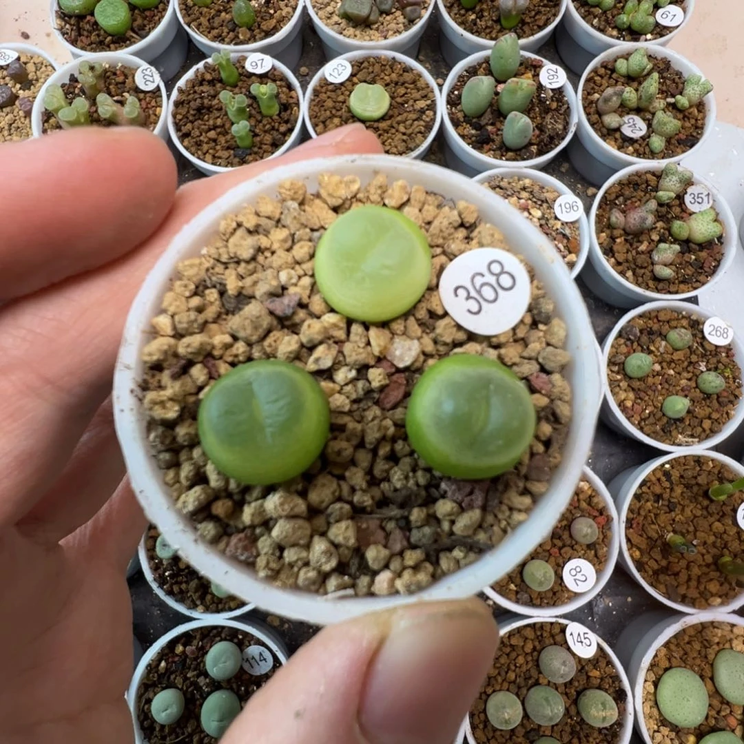 拉登一颗脱土3680000