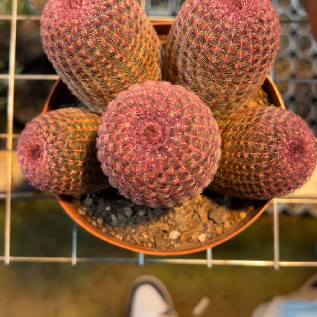 幸***料哈哈哈哈哈哈哈哈哈