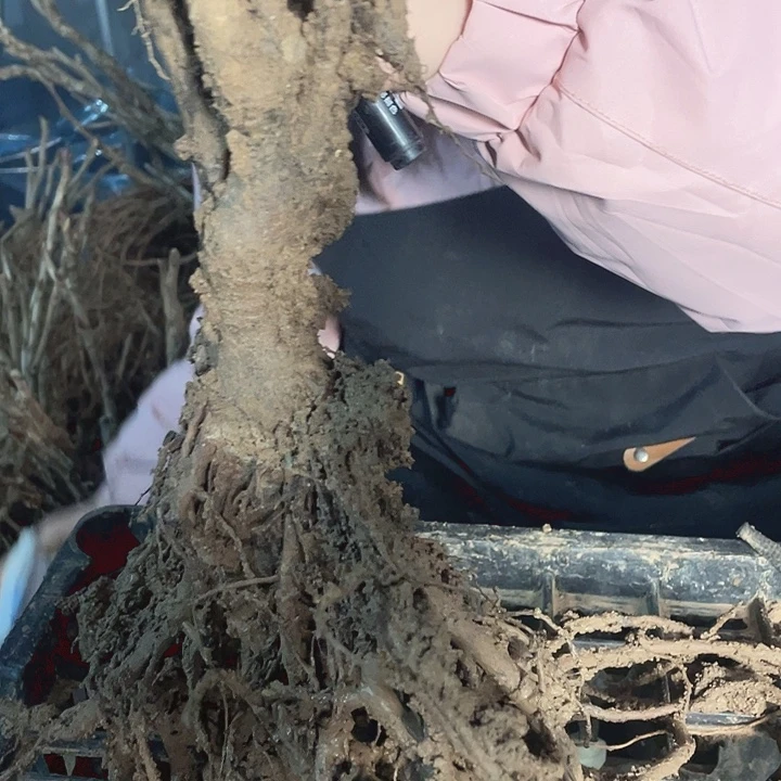 完全开放牡丹花一物一拍