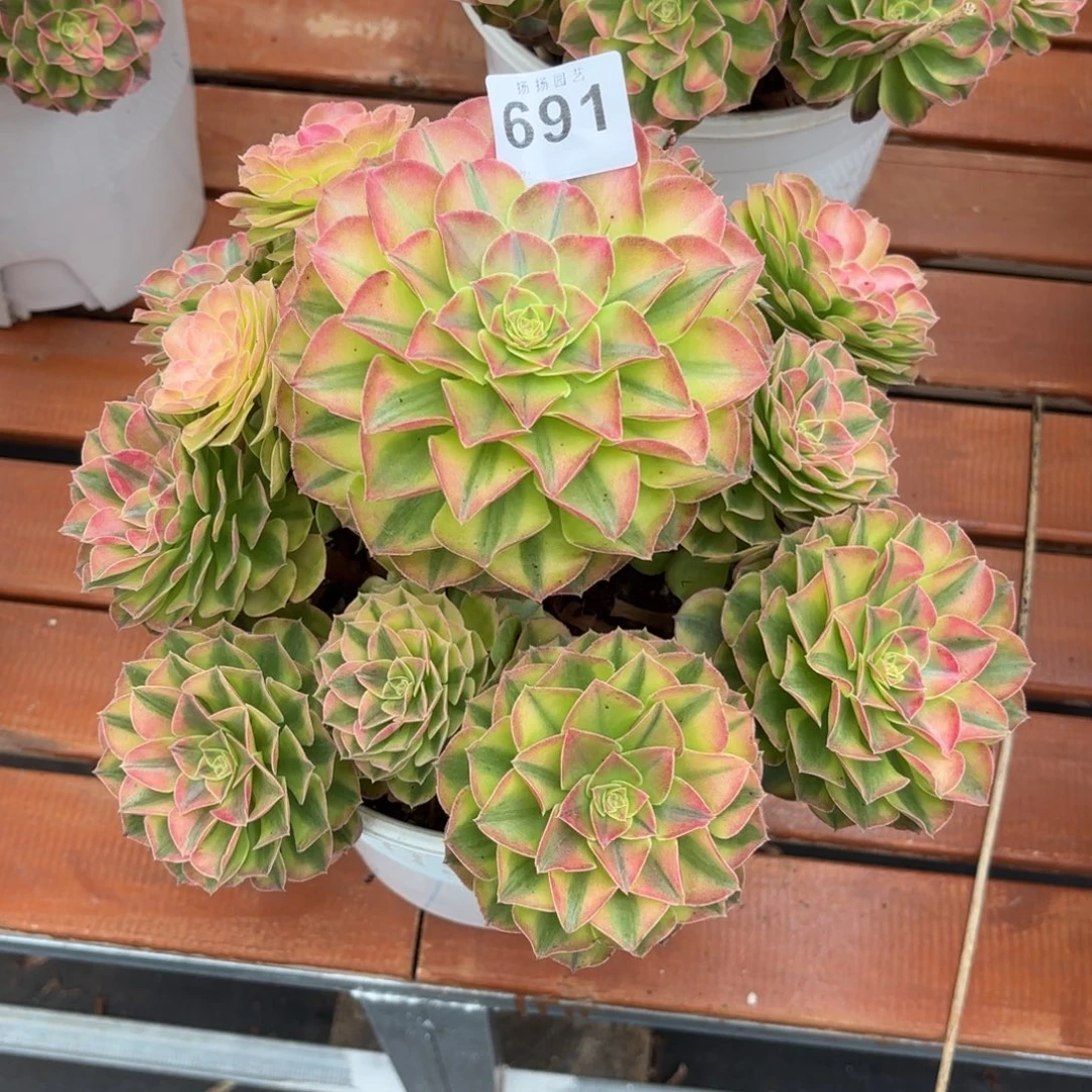 文***司无花朵691多肉法师发货