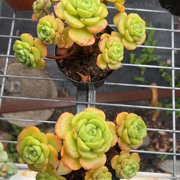 百合丽丽多肉植物精品