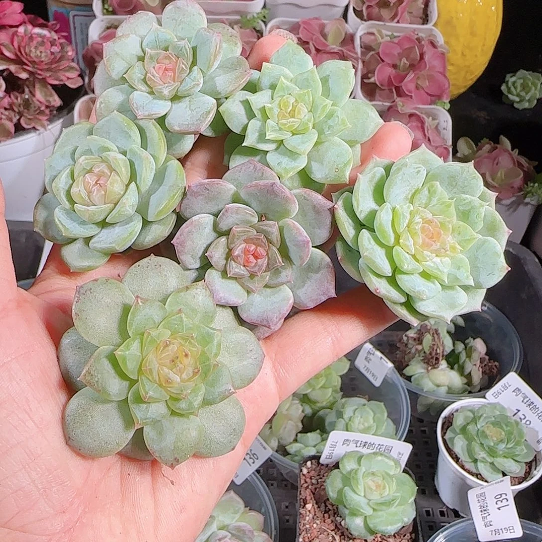 0719-:-141糖心珍妮