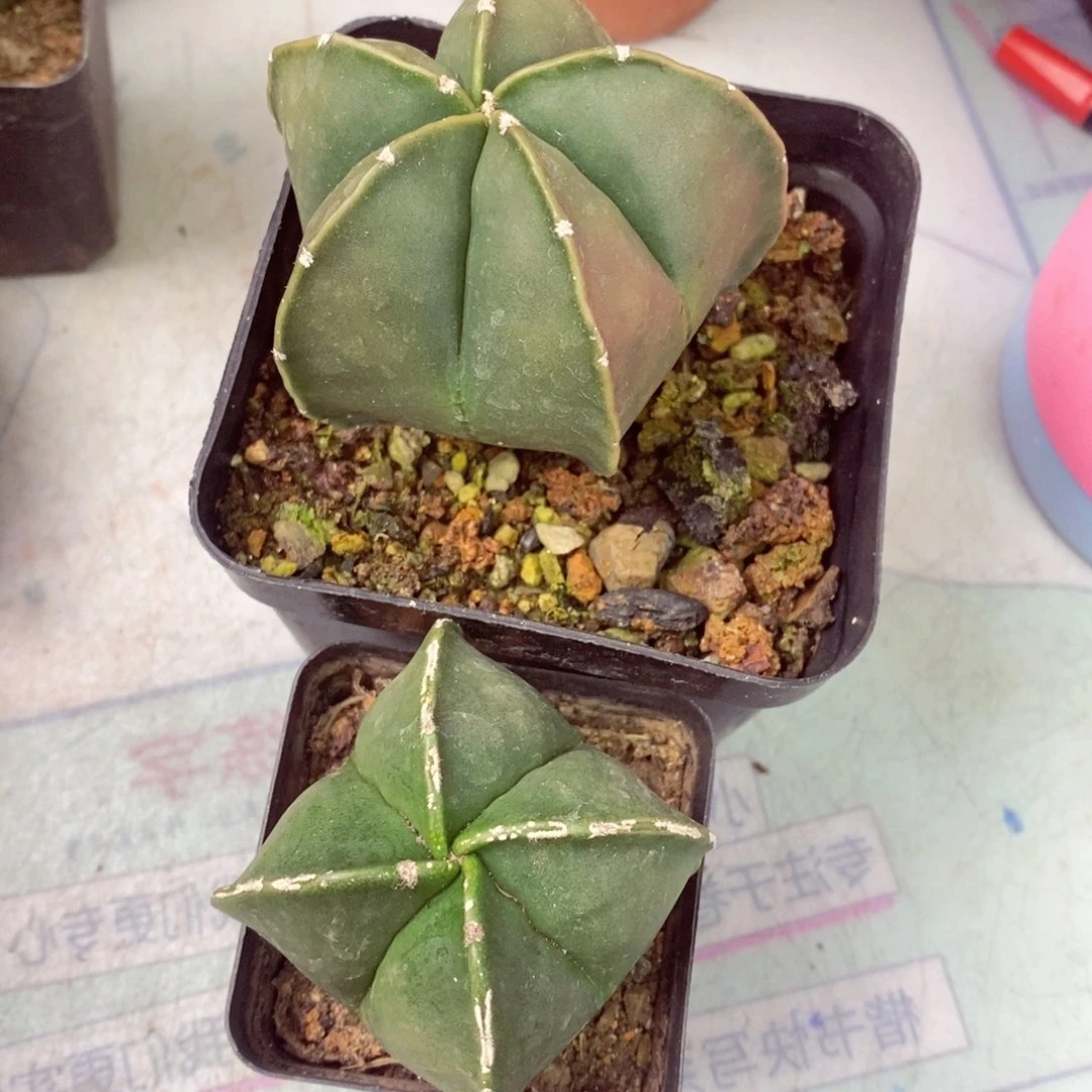 一物一拍两颗无售后