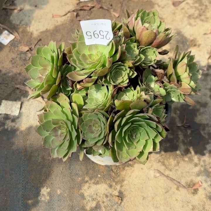桃花石多肉处理不包断头2595