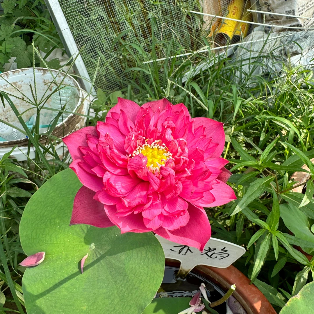 【赤焰】（莲卿） 中小型重瓣红色荷花阳台盆栽露台种藕根茎苗