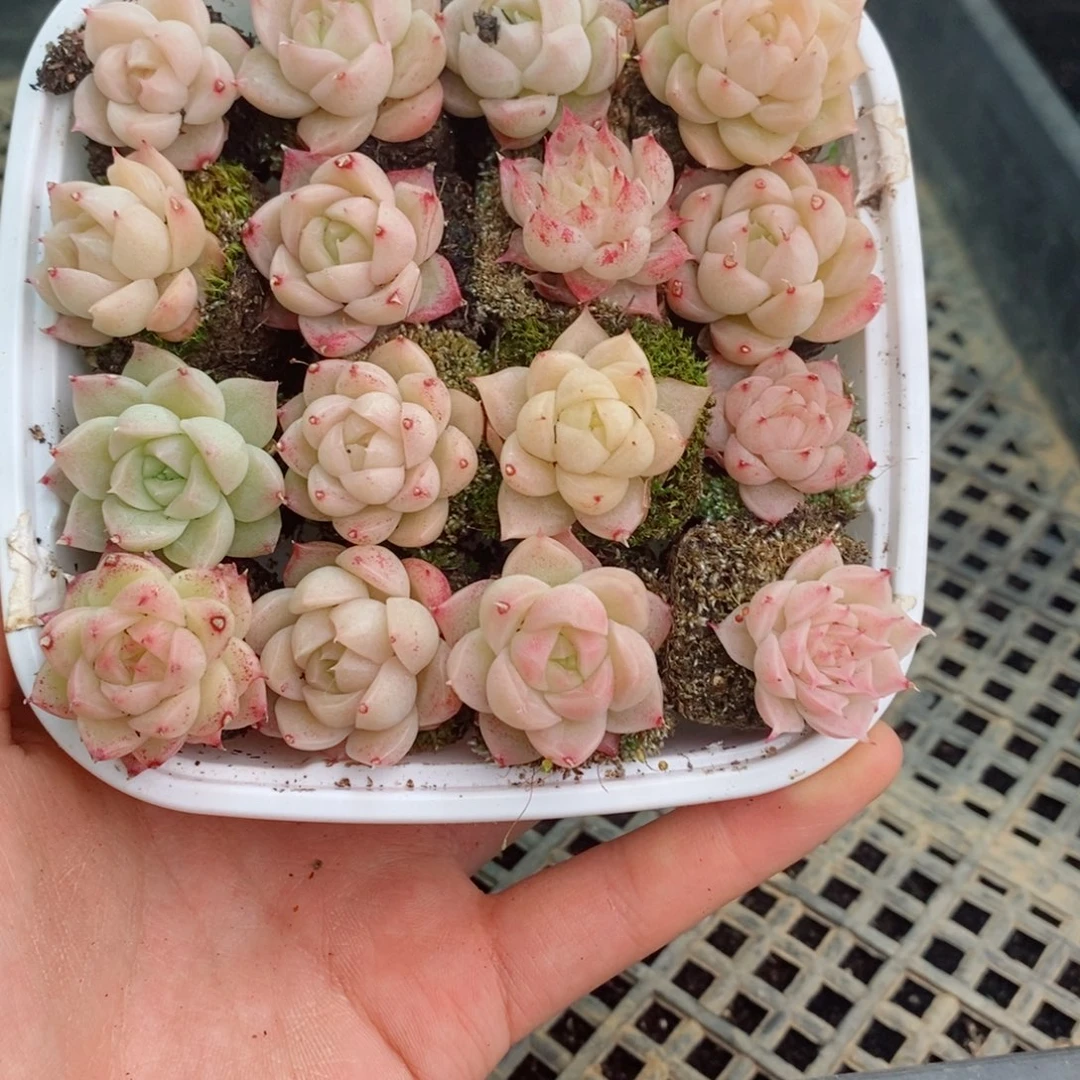 2-496 新疆西藏内蒙不发其他12.8包邮两到三公分多肉