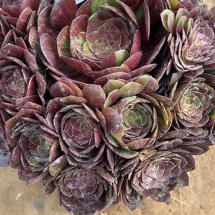 5.13-8花月夜多肉植物4