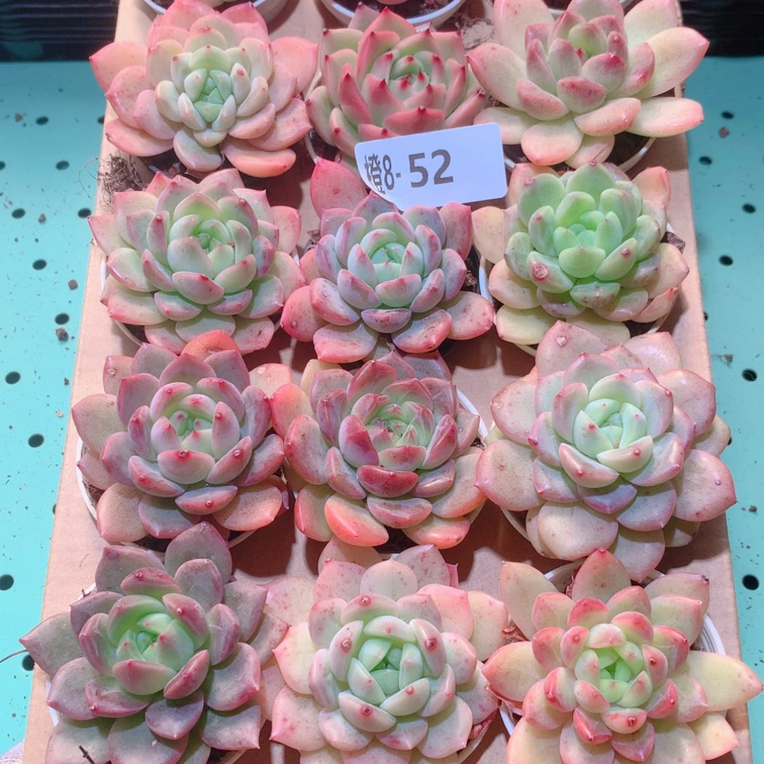8-52一物一拍多肉带盆18颗