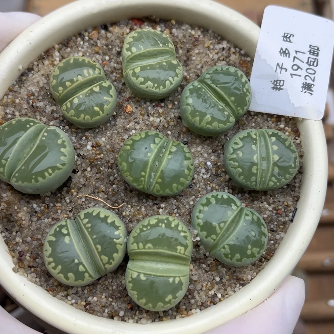 1971号一首九颗绿大牙