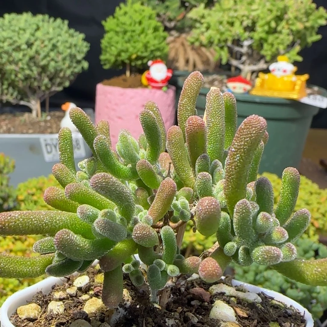 dy0433荔枝胖墩墩