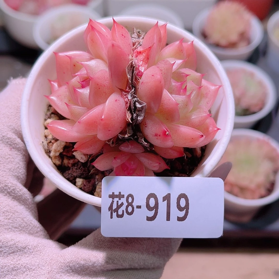 花利美8-919海王