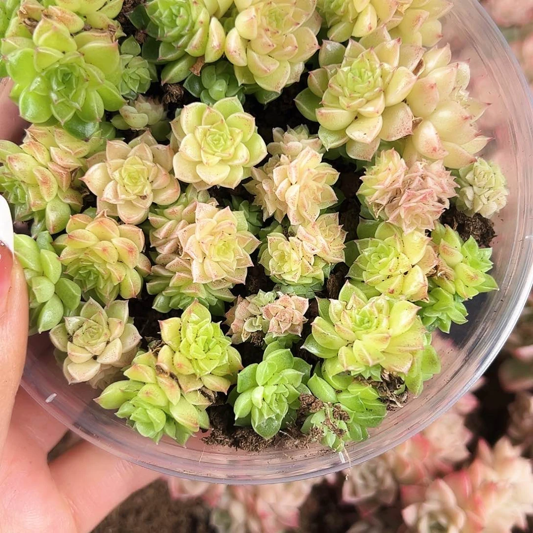 贰月园艺量拍053