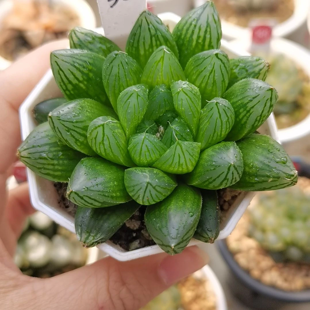 30号实生玉露一物一拍带盆土发货满38包邮