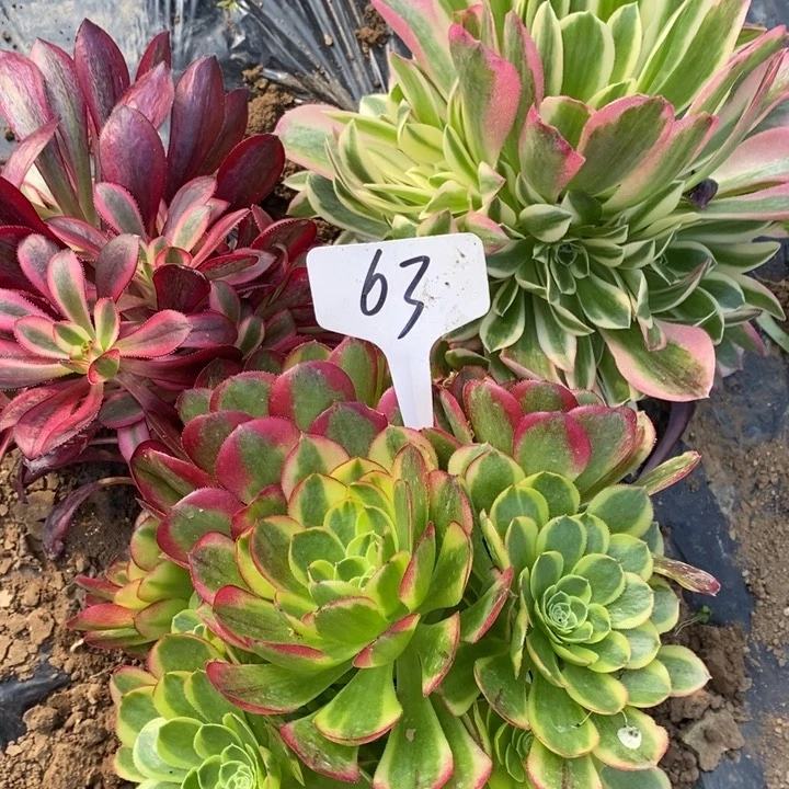 1231223法师组合63号