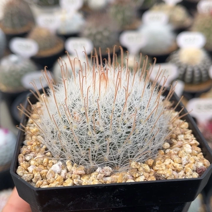 阳炎          折后价