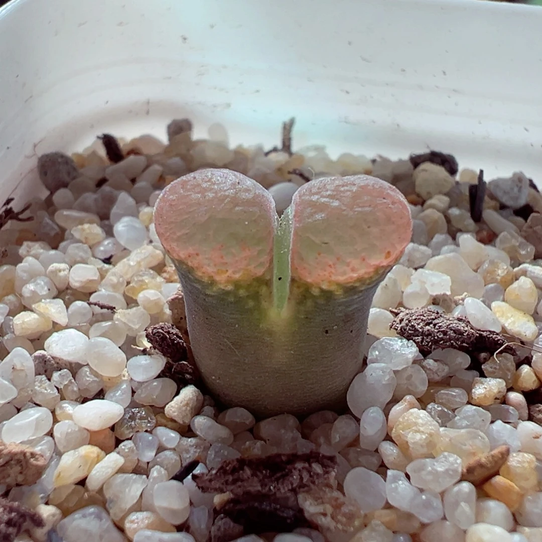 101-152多肉多肉透窗风铃