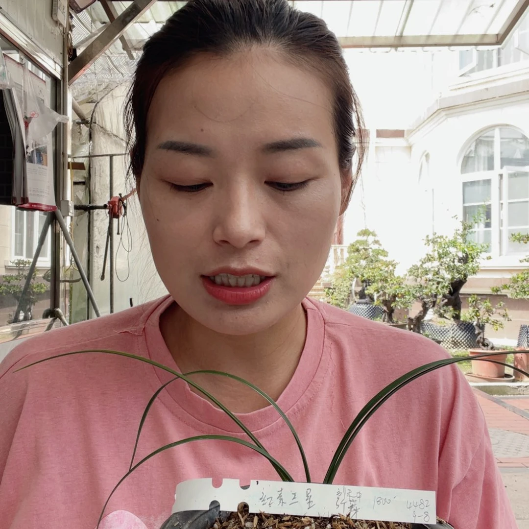 完全开放惠兰红素三星引种寄养