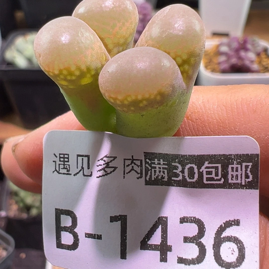 多肉植物1111111111111