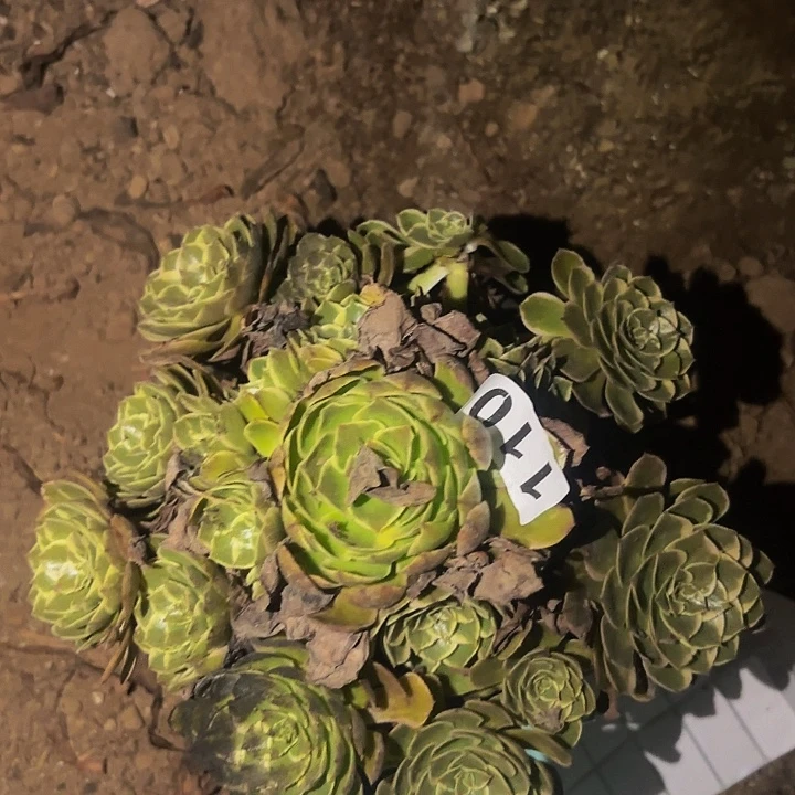 110孔雀翎多肉植物不售后
