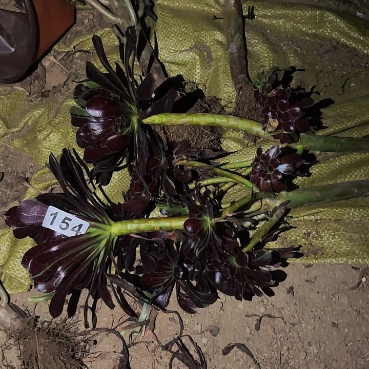 154水墨丹青多肉植物