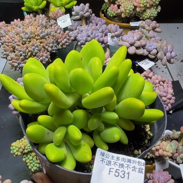 芒果奶酪531/10cm多肉