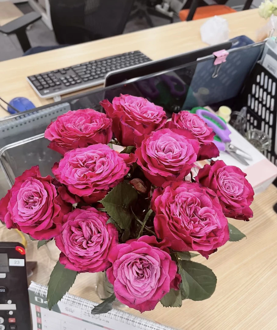 阿馥苑高端切花【苏珊】玫瑰花苗