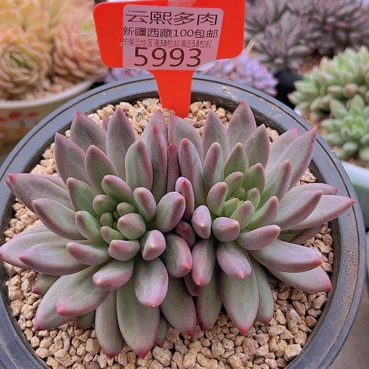 5993车厘子。