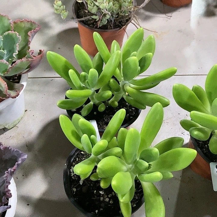 ?****?656金蟾2颗多肉植物