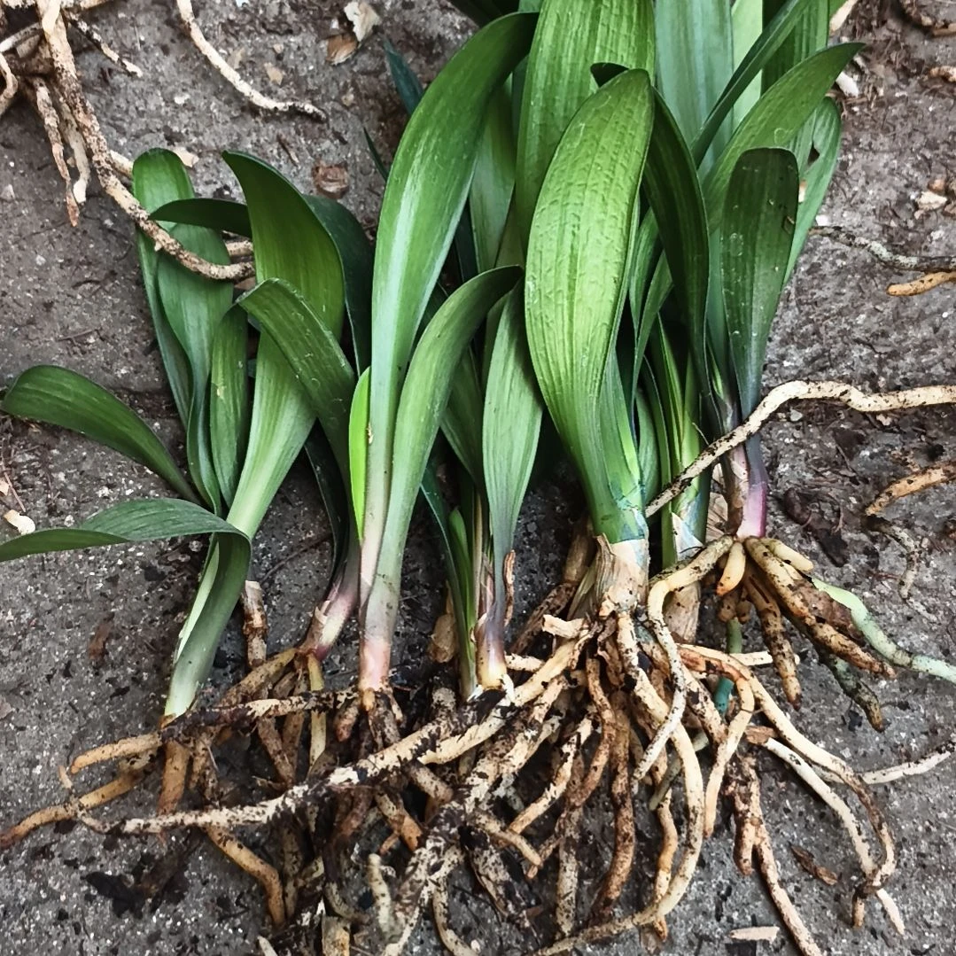 大***刘完全开放盲盒小苗十三棵特惠