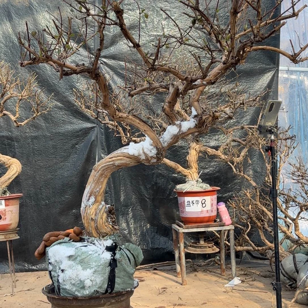 金银花金银花金花银花