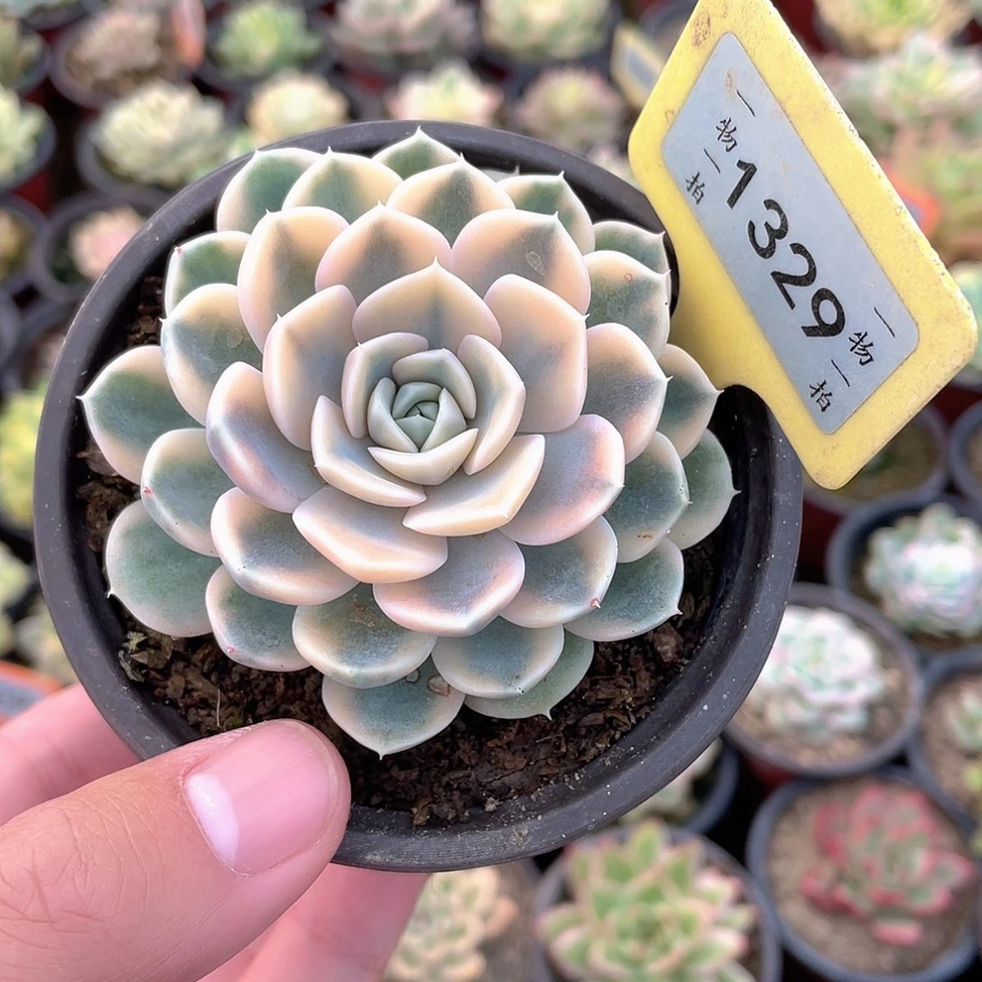 汉堡锦1329号多肉植物