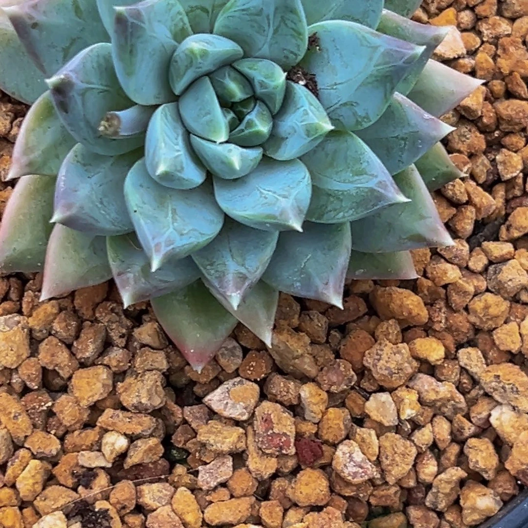 莫*爷1334下午多肉植物群生