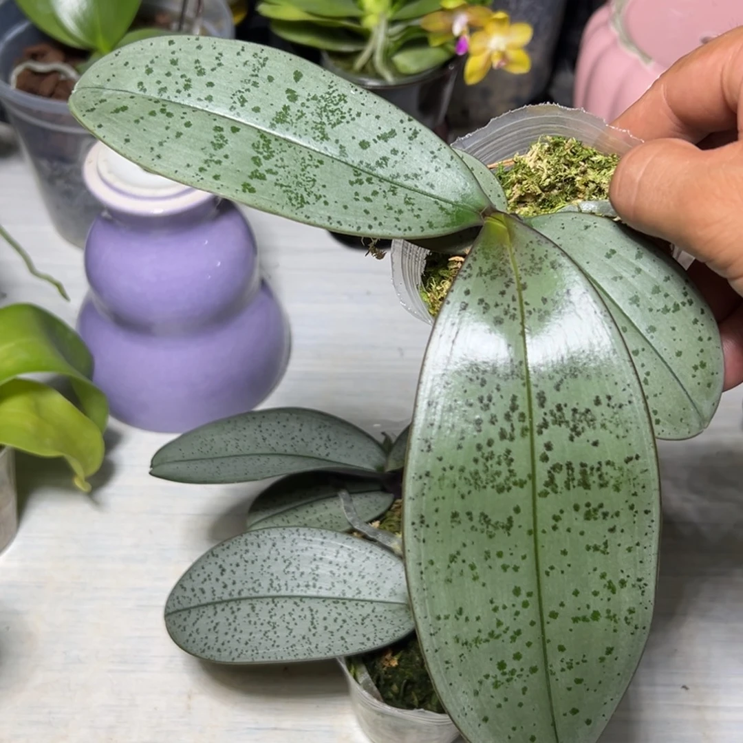 惠***姐当前无花栽培后可以开花