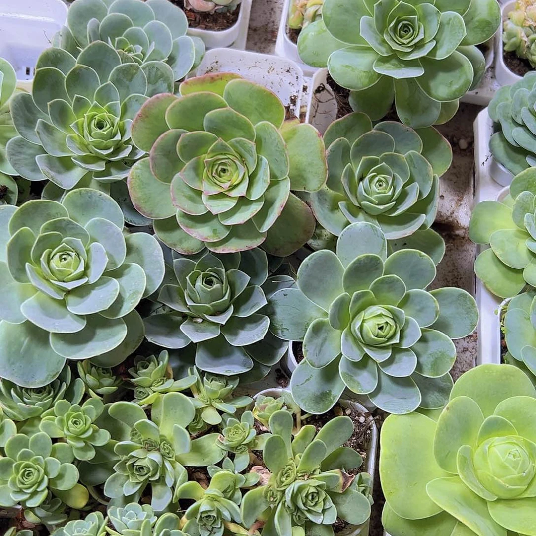 盘多啦玫瑰样品19包邮