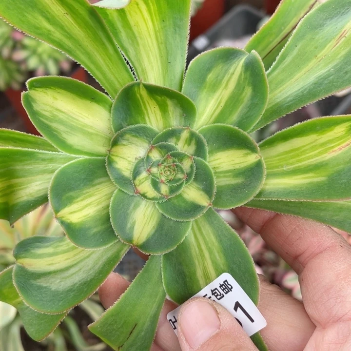 461暴君砍头1，啊12345678多肉