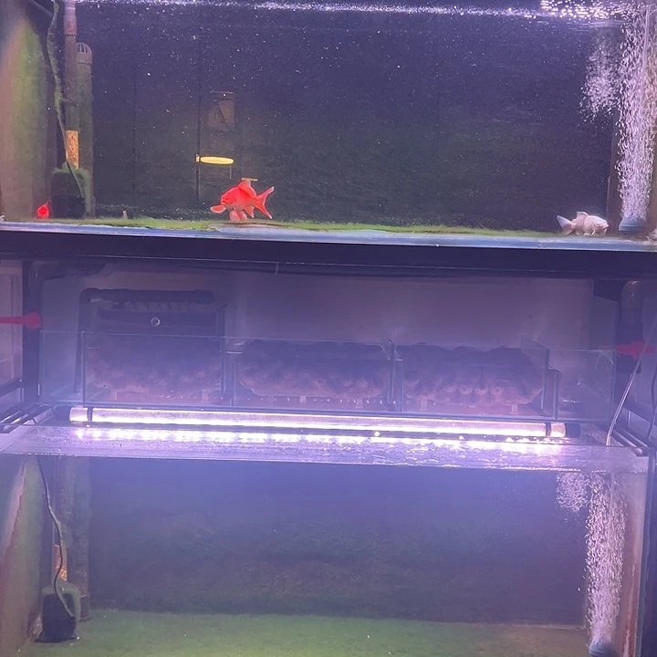 海水2红1白蝴蝶鲤练手鱼