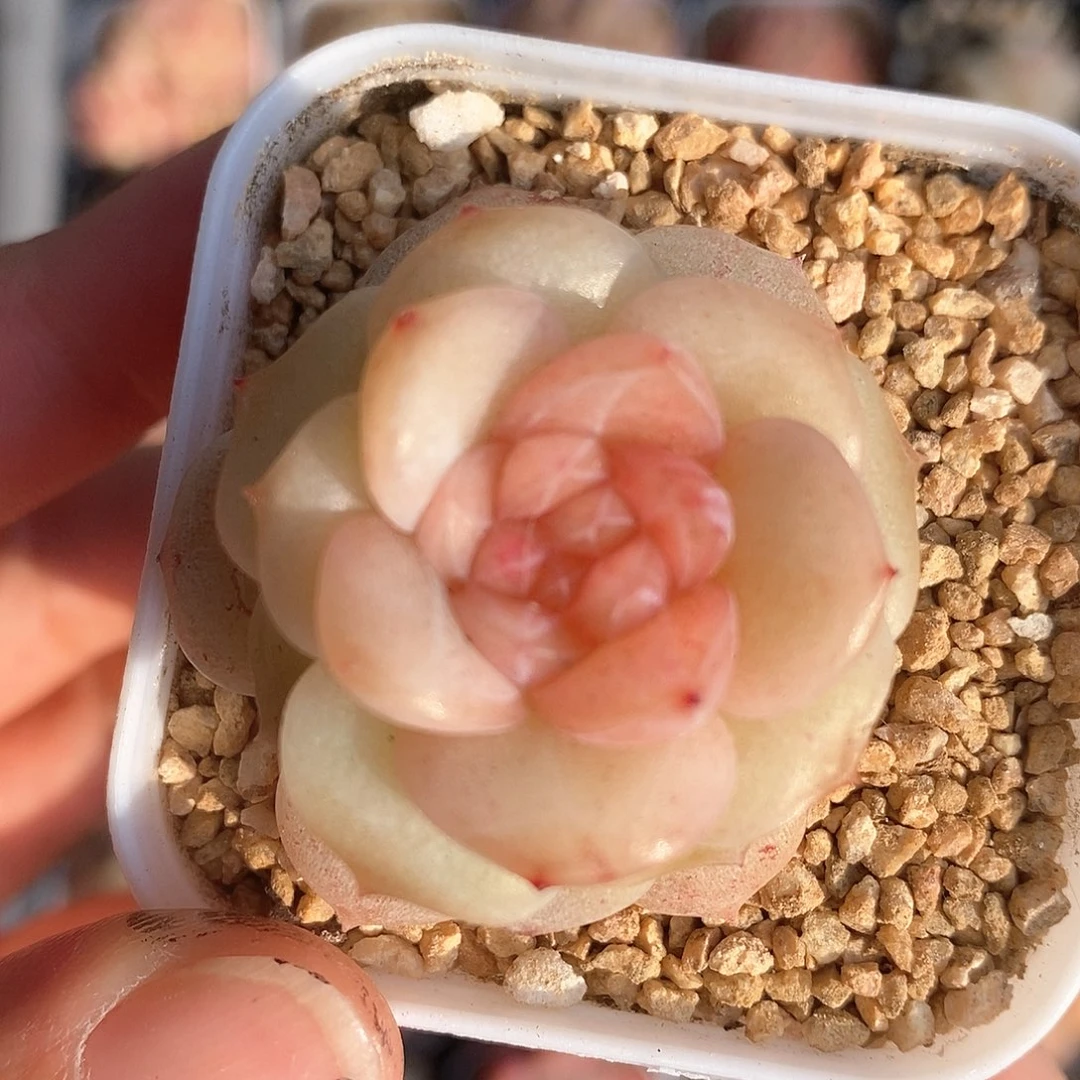 响当当啊哈好想要这个