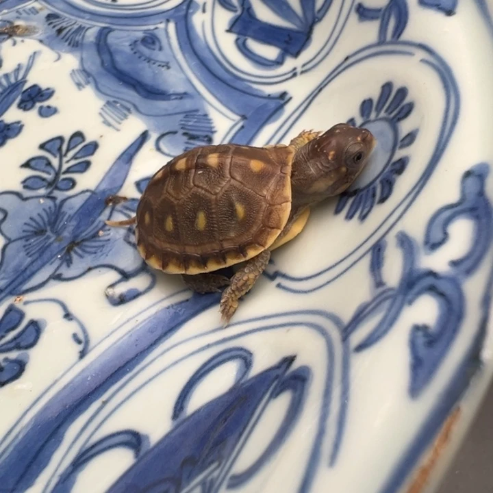 玲***子绿毛龟母三只小猫咪都好