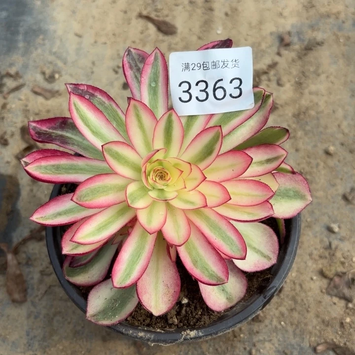 倾城多肉法师3363