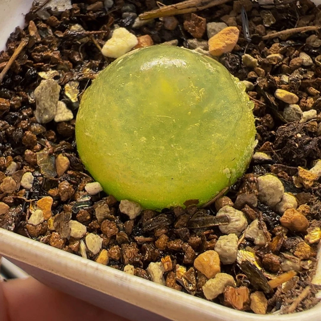 456多肉植物种类多样